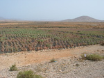 27950 Aloe Vera field.jpg